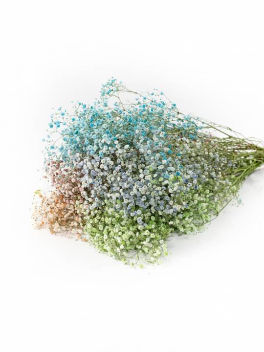 Įvairiaspalvė gipsofilija 80 cm