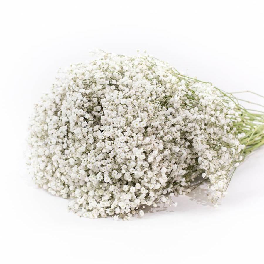 Gipsofilija 60 cm