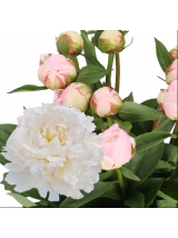 Bijūnai Amalia Olson 55 cm