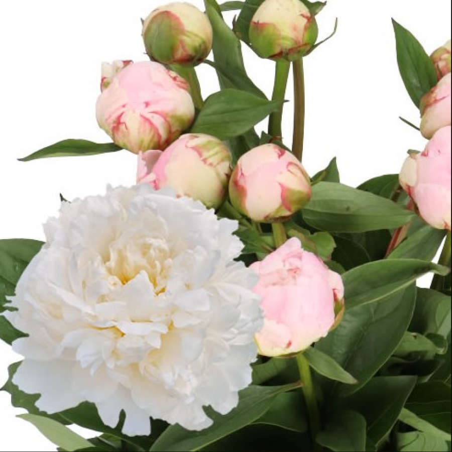 Bijūnai Amalia Olson 55 cm