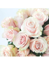 Ekvadoro rožės Pink Mondial 70 cm