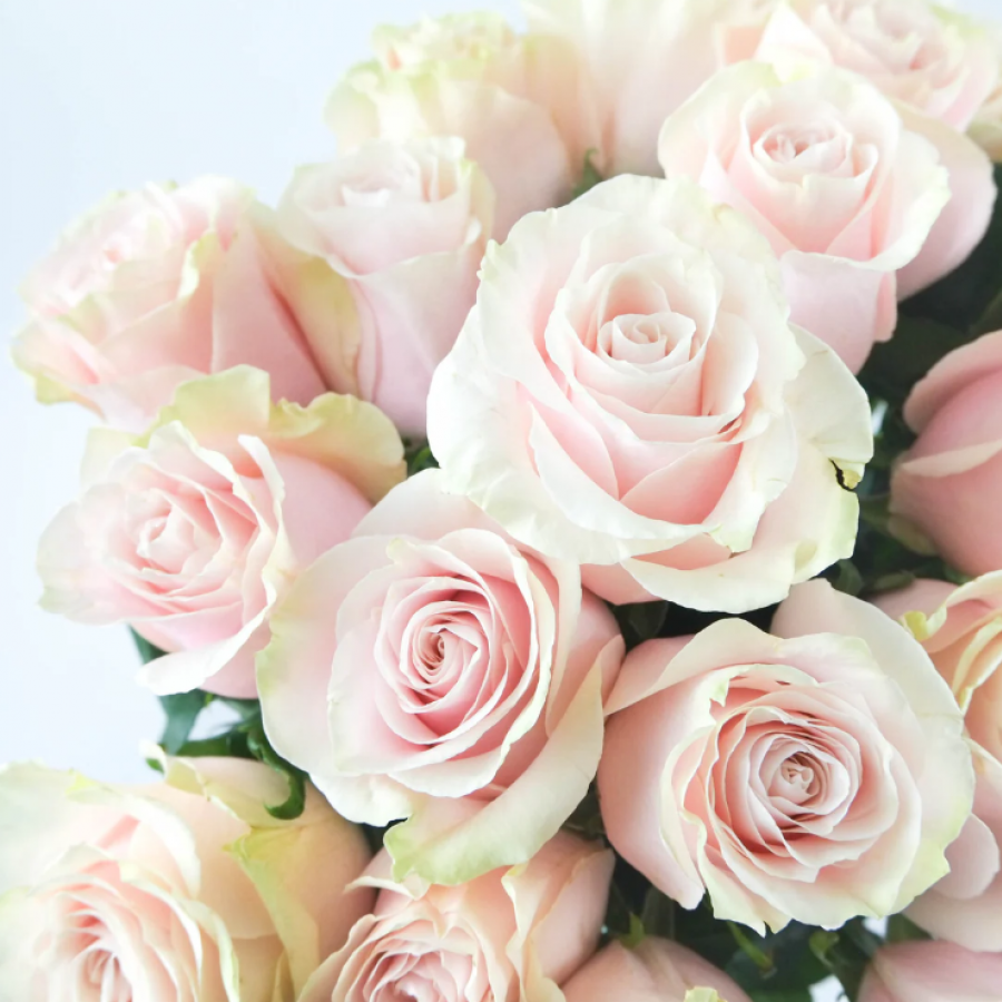 Ekvadoro rožės Pink Mondial 70 cm