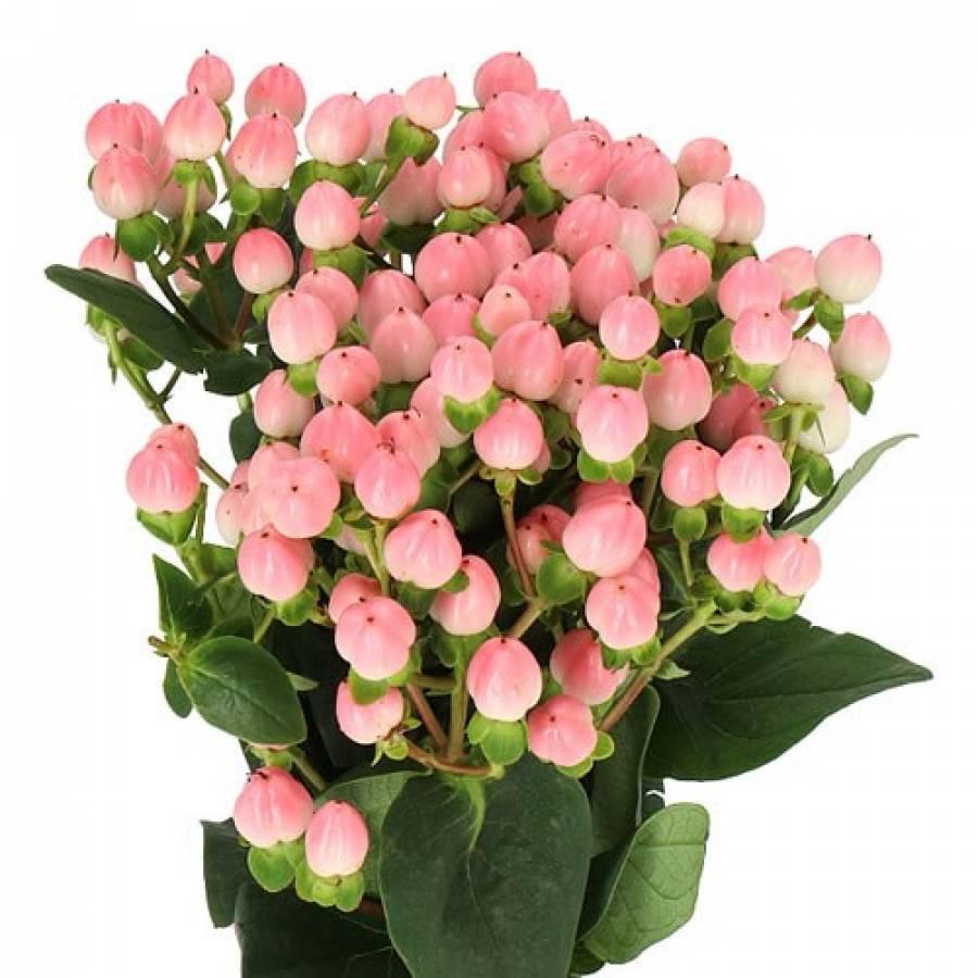 Uogytės 60 cm