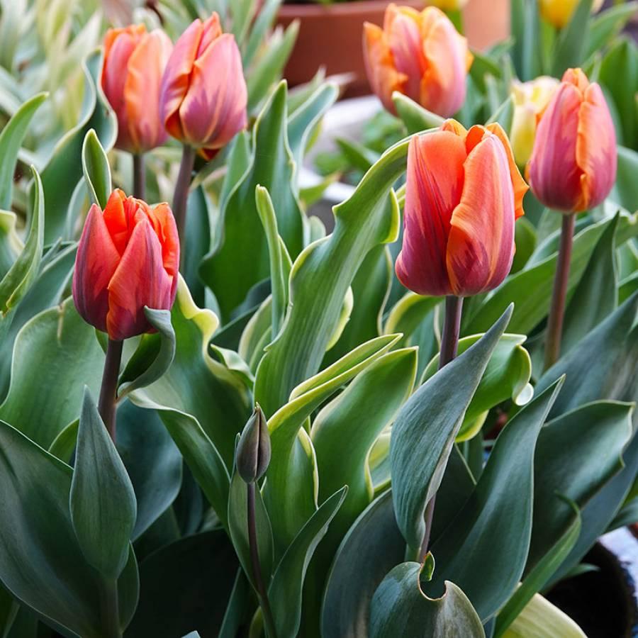 Tulpės Prinses Irene