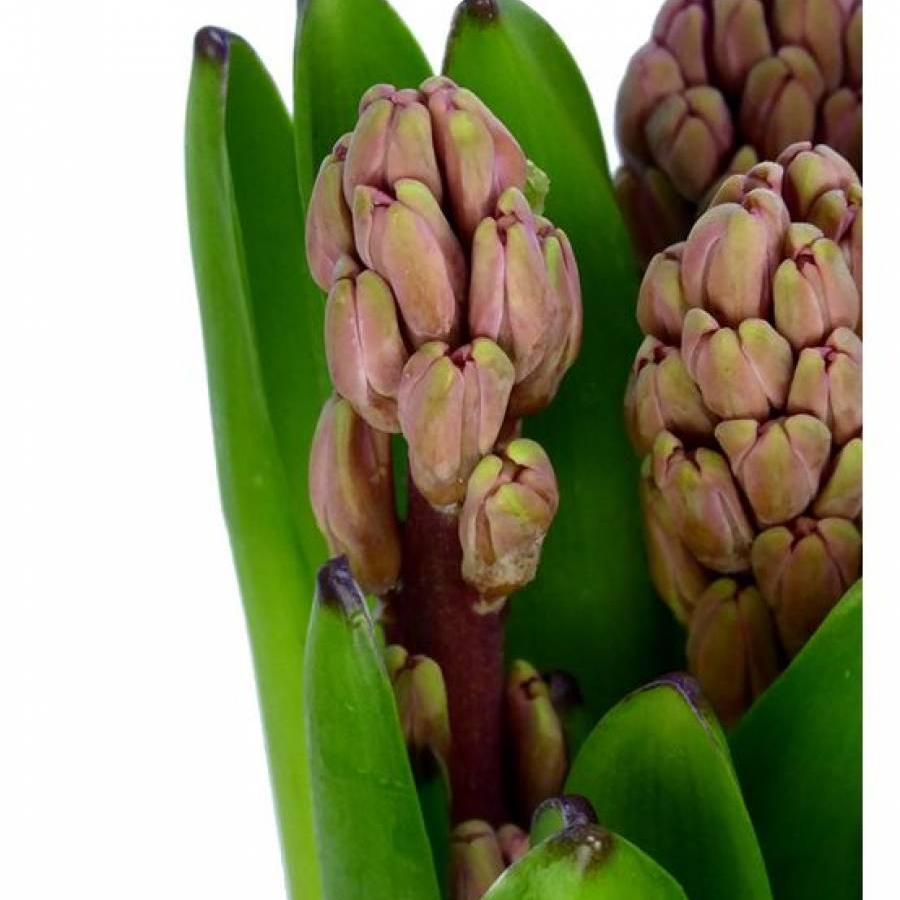 Jacintai 30 cm