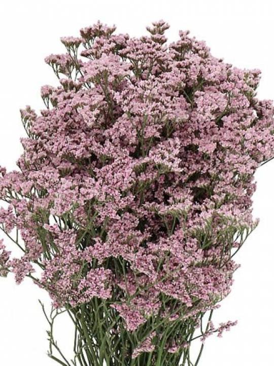 Limoniumas violetinis 70 cm