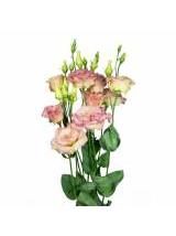Eustoma kreminė 70 cm
