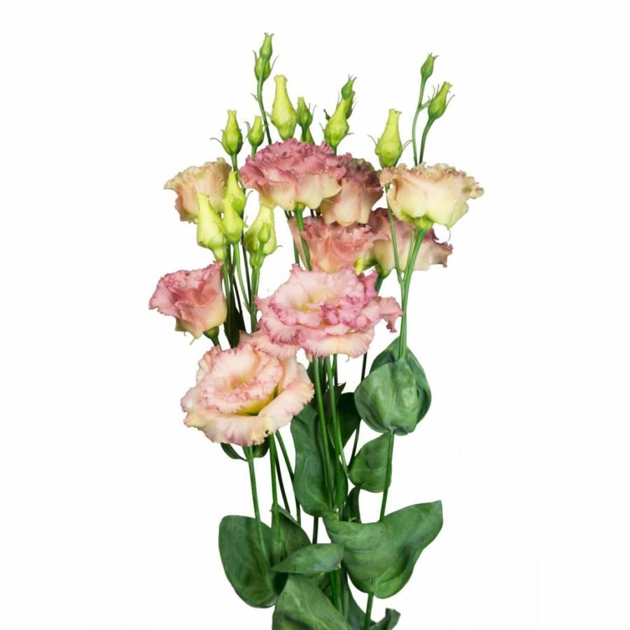 Eustoma kreminė 70 cm