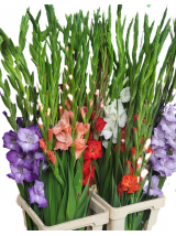 Kardeliai įvairiaspalviai 150 cm