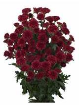 Chrizantema S Tyolo Red 55 cm
