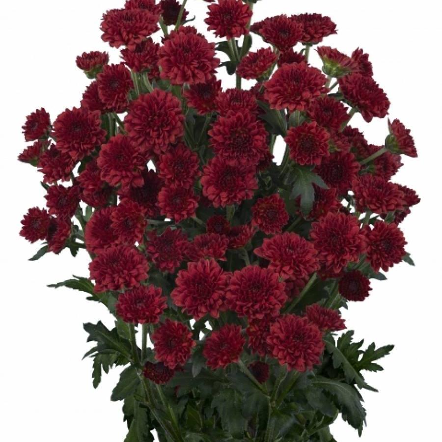 Chrizantema S Tyolo Red 55 cm
