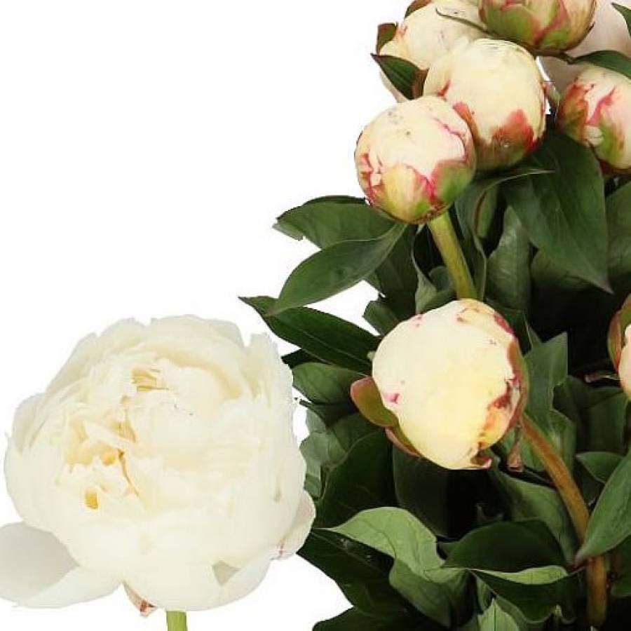 Bijūnai MaryN 60 cm