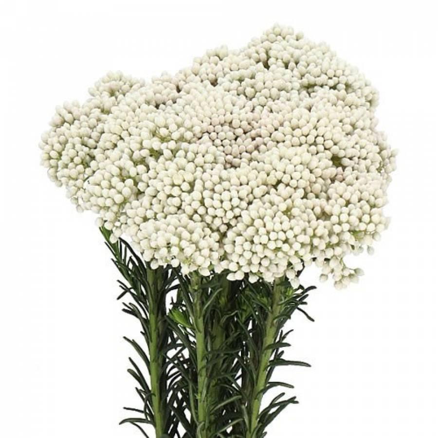 Ozothamnus baltas 60 cm