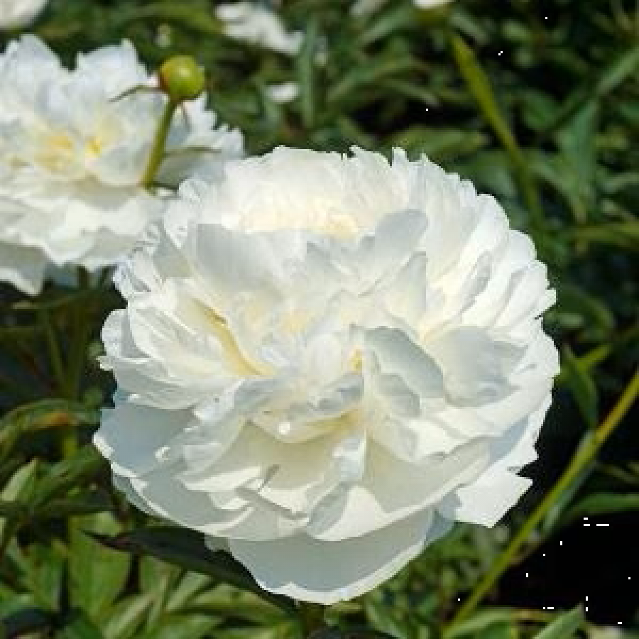 Bijūnai balti 60 cm