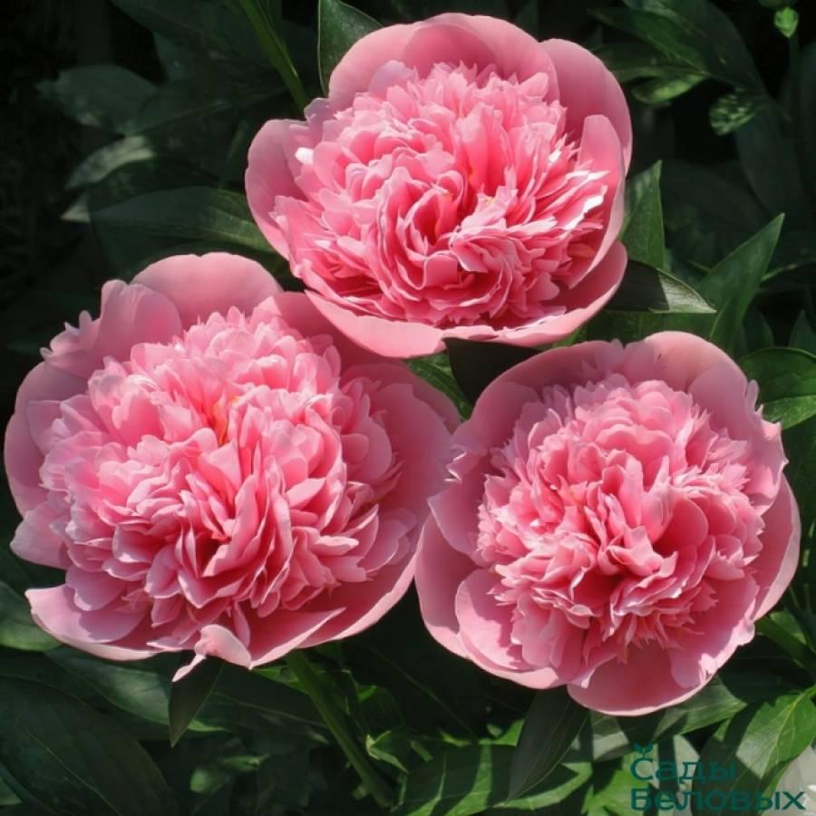 Koraliniai bijūnai 60 cm