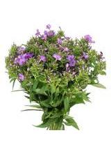 Flioksas šluotelinis violetinis 65 cm
