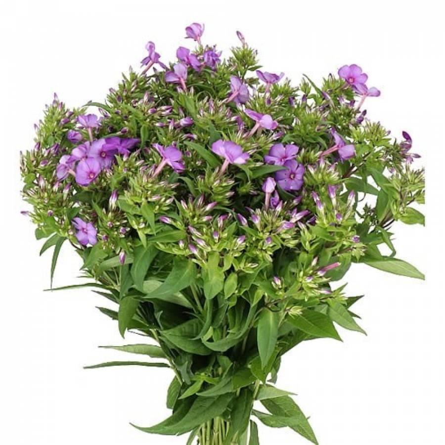 Flioksas šluotelinis violetinis 65 cm