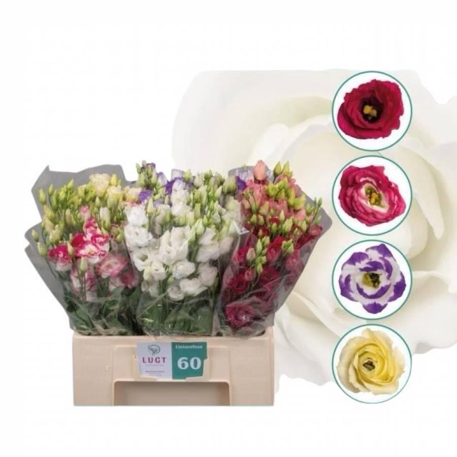 Eusustomos Gem Fust 65 cm