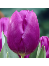 Tulpės Purple Prince