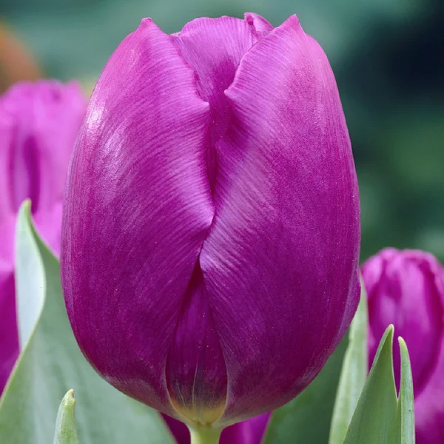 Tulpės Purple Prince