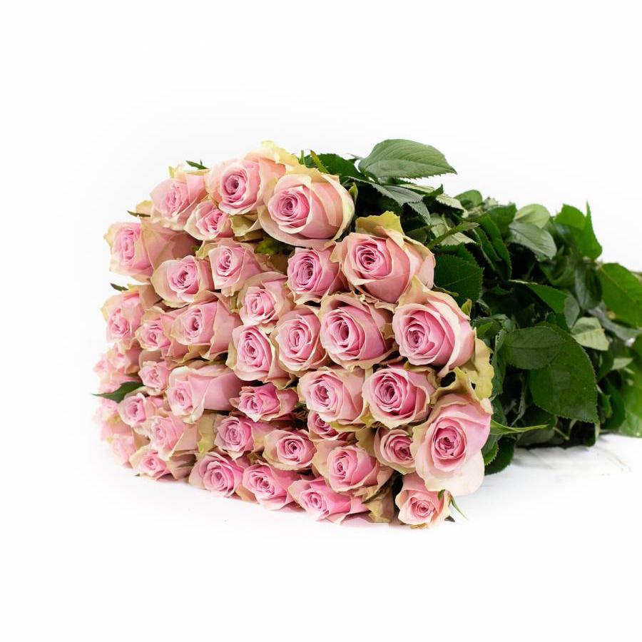 Rožės Athena Royal 35 cm
