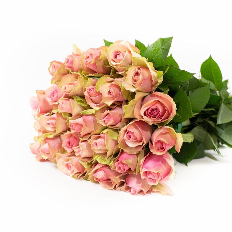 Rožės Bella Rosa 50 cm