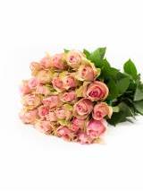 Rožės Bella Rosa 80 cm