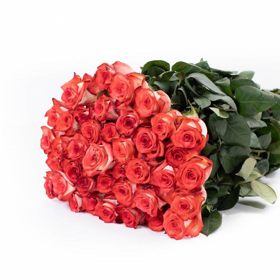 Rožės Blush 40 cm