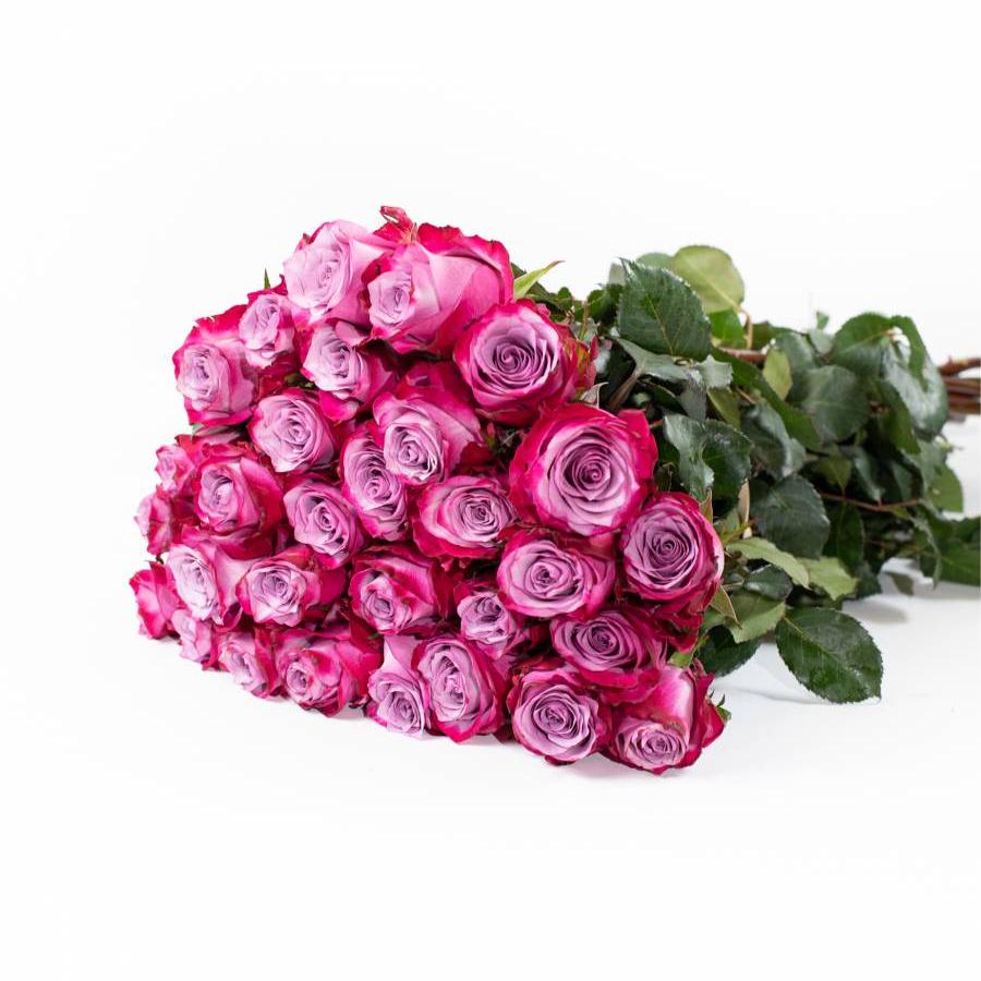 Rožės Deep Purple 60 cm