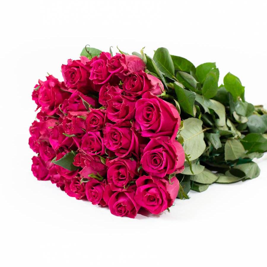Rožės Ever Pink 60 cm