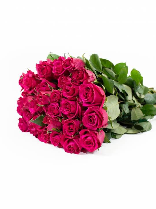 Rožės Ever Pink 70 cm