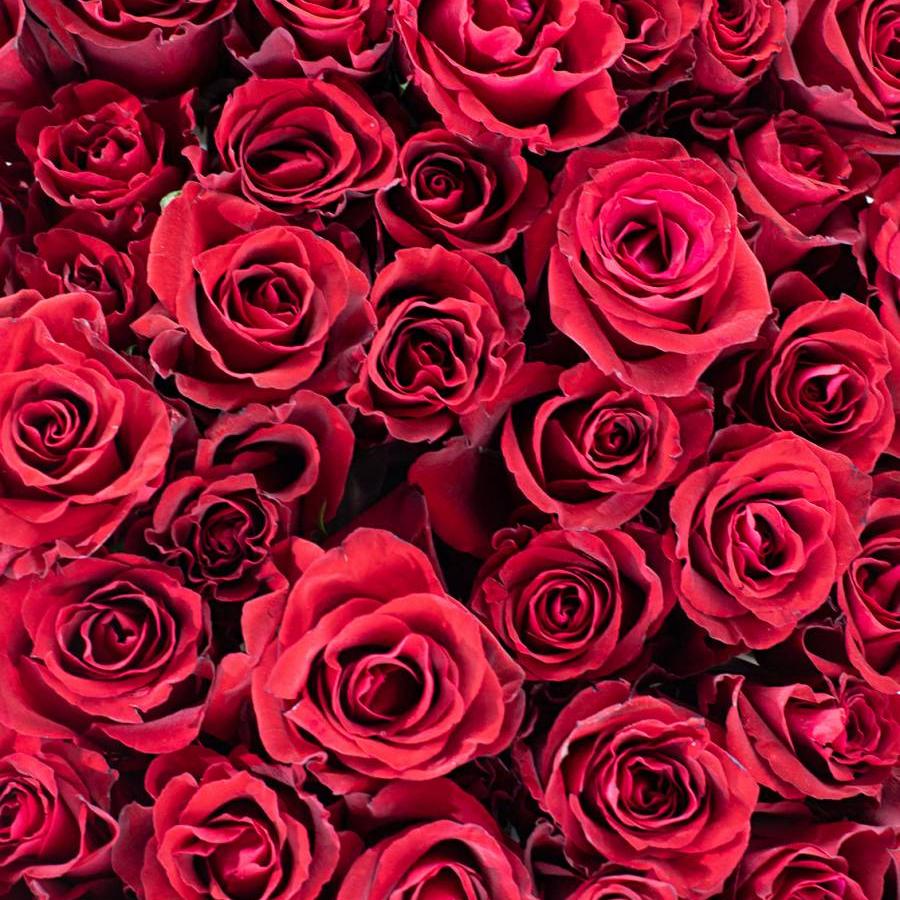 Rožės Ever Red 70 cm