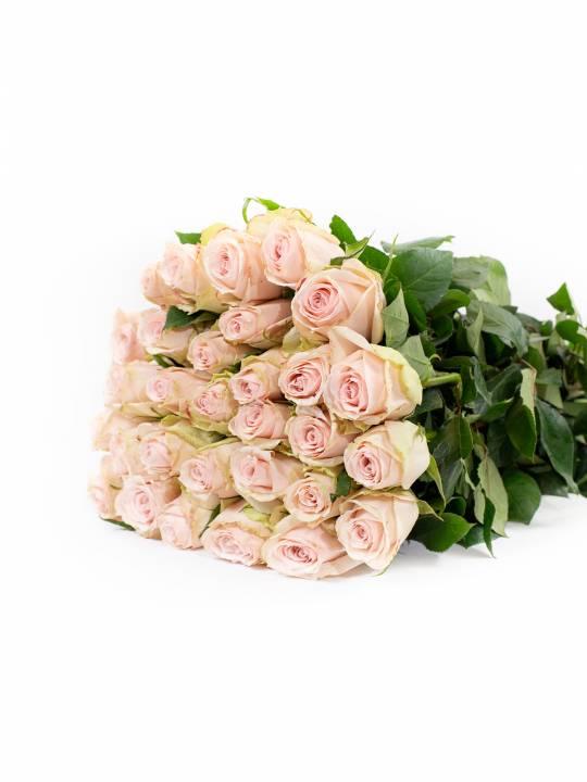 Rožės High & Bridal 70 cm