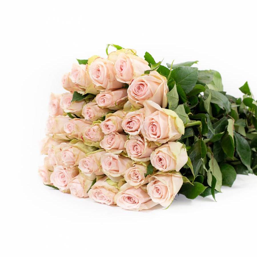 Rožės High Bridal 80 cm