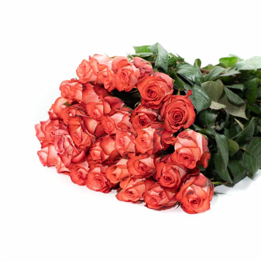 Rožės Ikona 80 cm