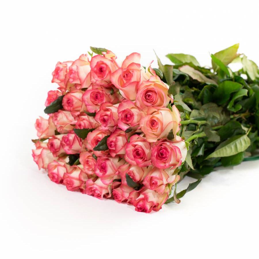 Rožės Jumilija 80 cm