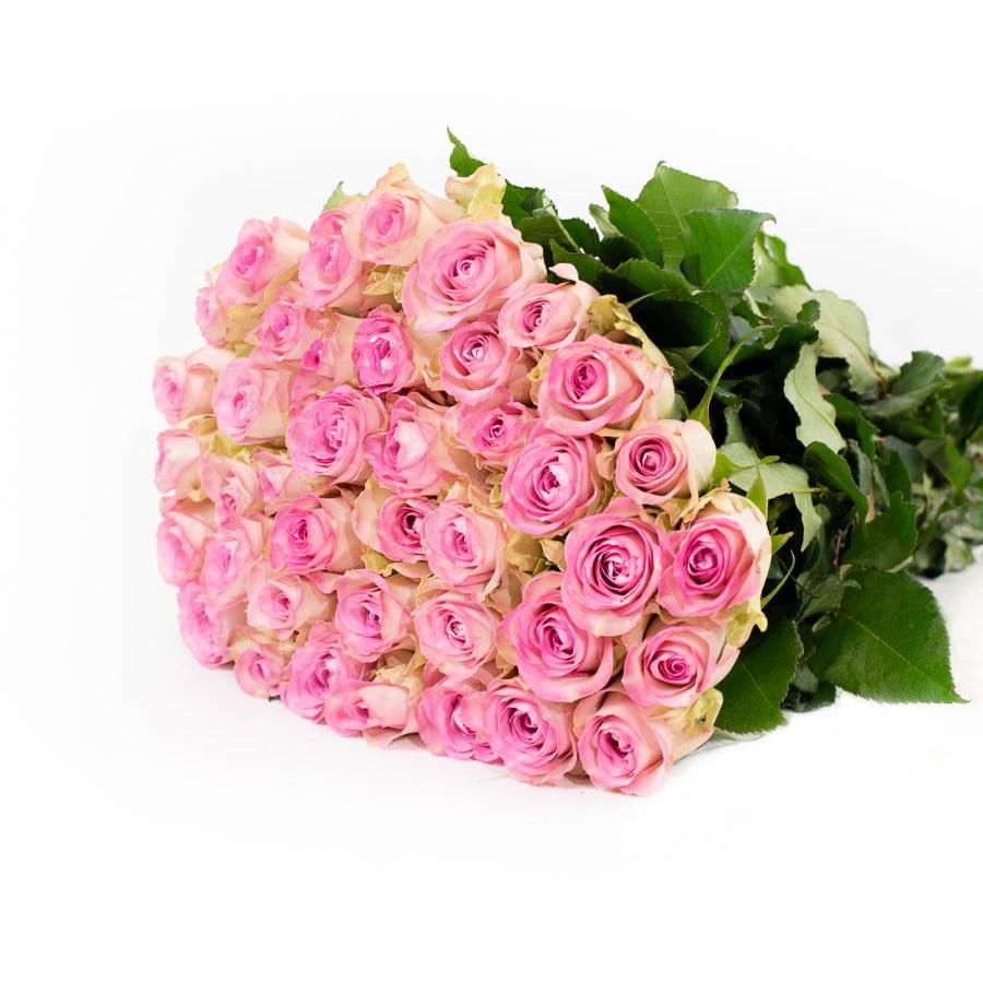 Rožės Lovely Jewel 60 cm
