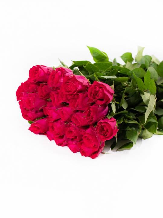 Rožės Madam Cerise 70 cm