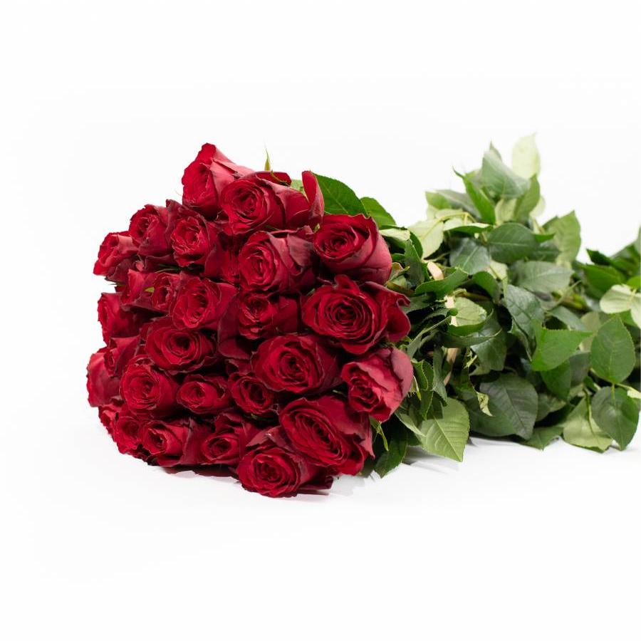 Rožės Madam Red 40 cm