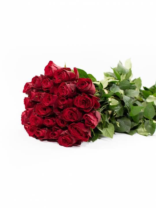 Rožės Madam Red 70 cm