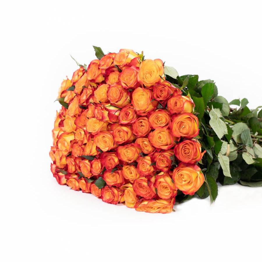 Rožės Qutlaw 50 cm