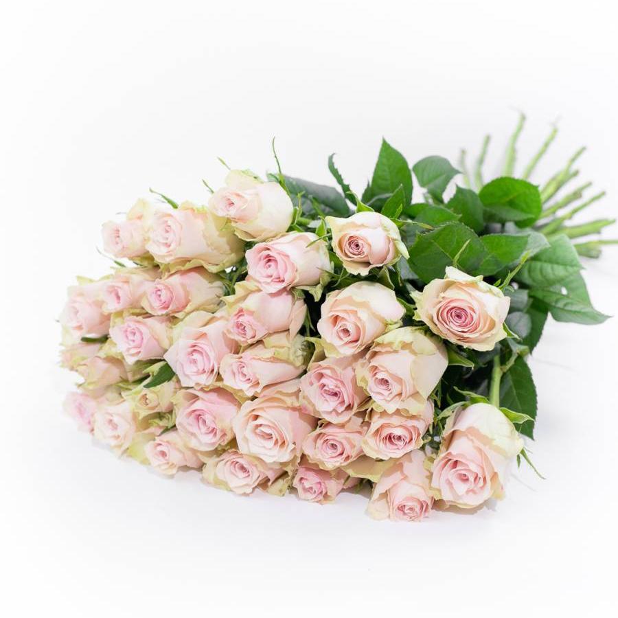 Rožės Pink Atena 60 cm