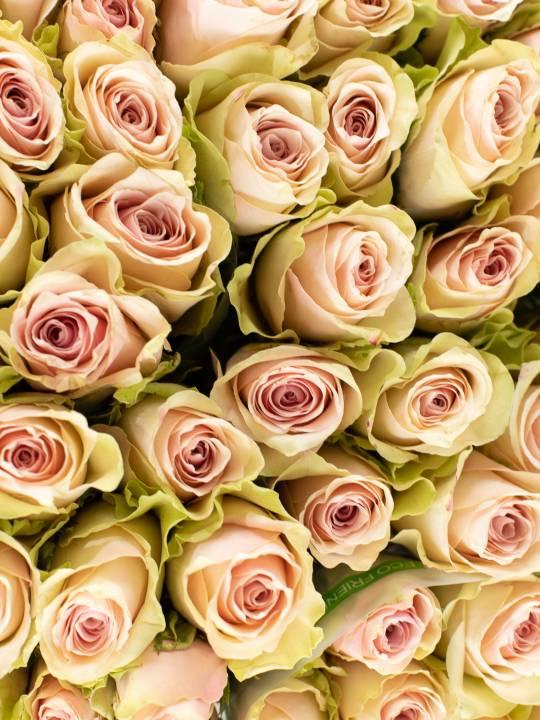 Rožės Pink Atena 70 cm