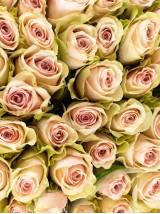 Rožės Pink Atena 70 cm