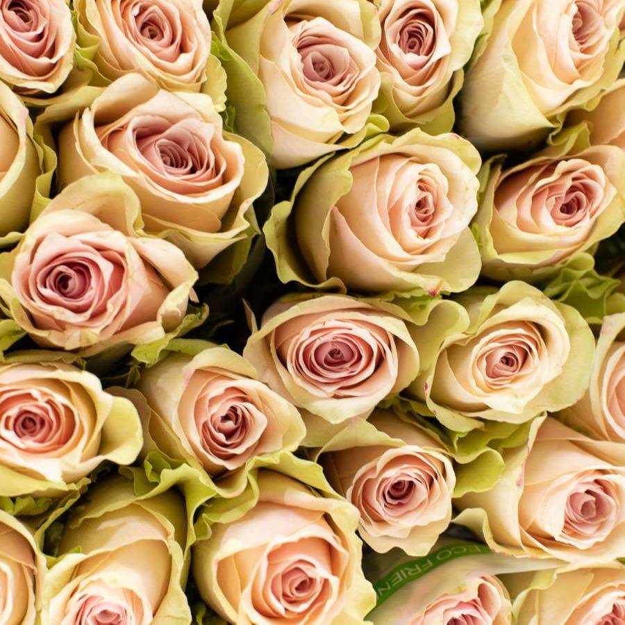 Rožės Pink Atena 70 cm