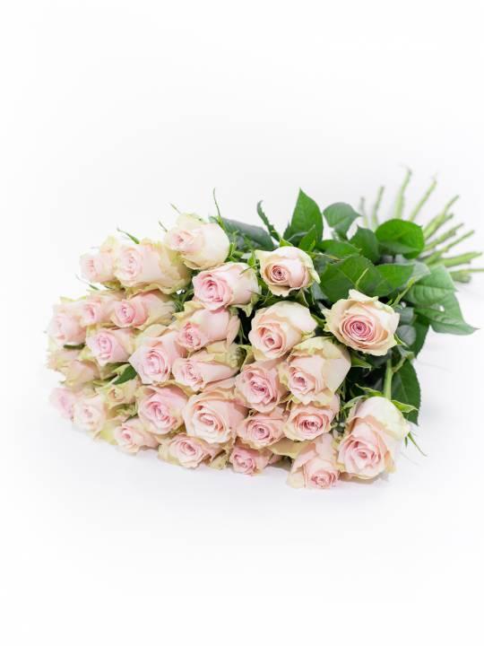 Rožės Pink Atena 35 cm