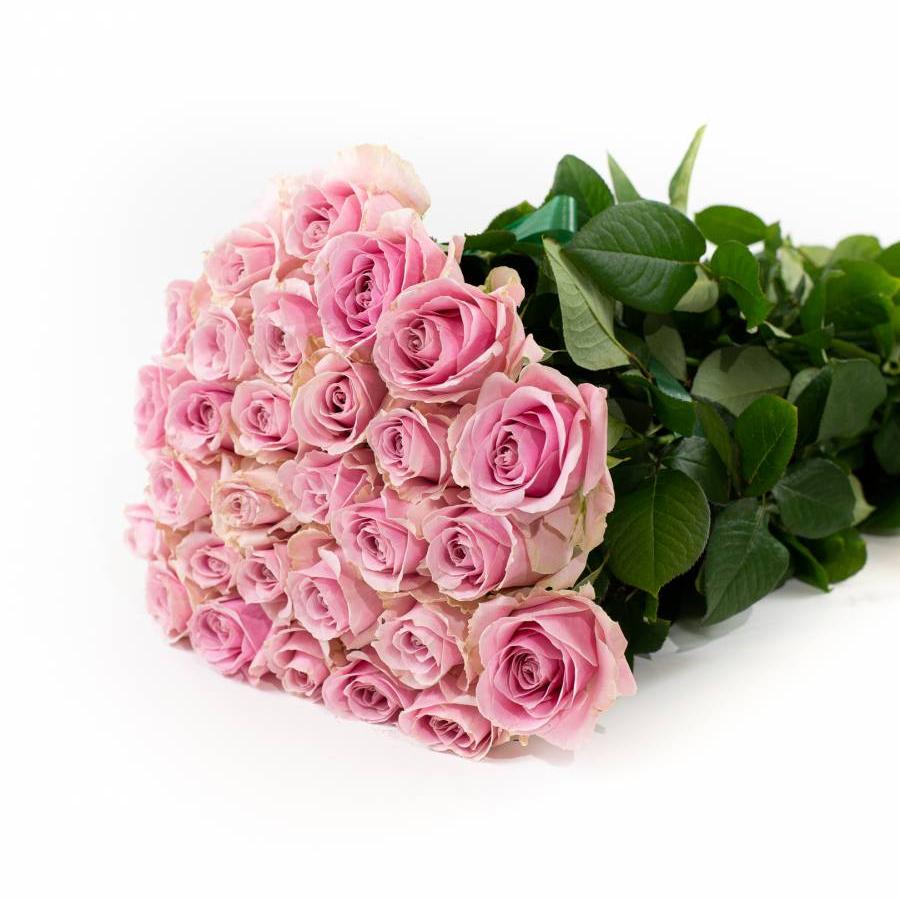 Rožės Avalanche Pink 80 cm