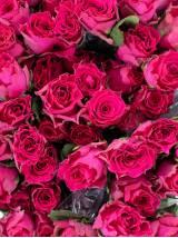 Rožės Pink Rodas 70 cm