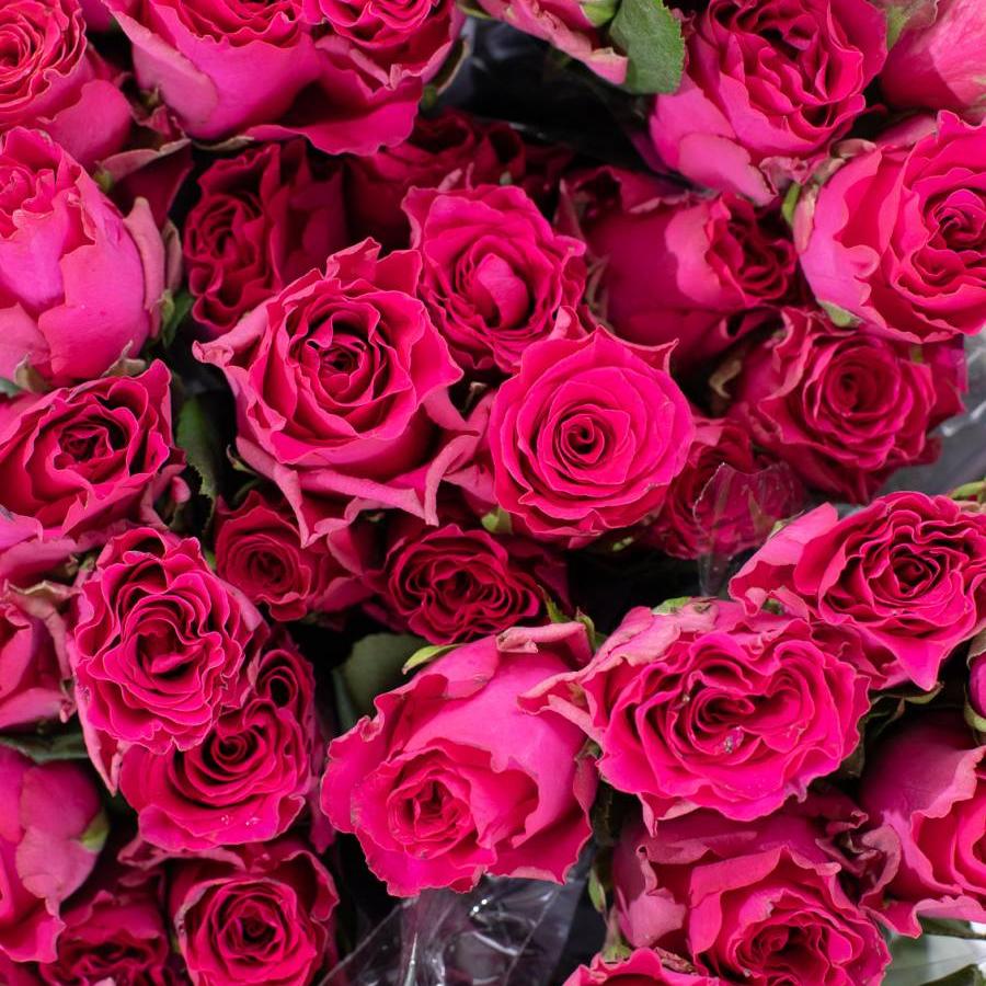 Rožės Pink Rodas 70 cm