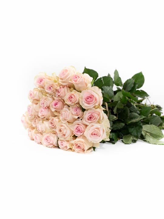 Rožės Revival Sweet 40 cm